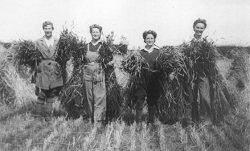 The original land girls in a promo shot, with sheaves of corn